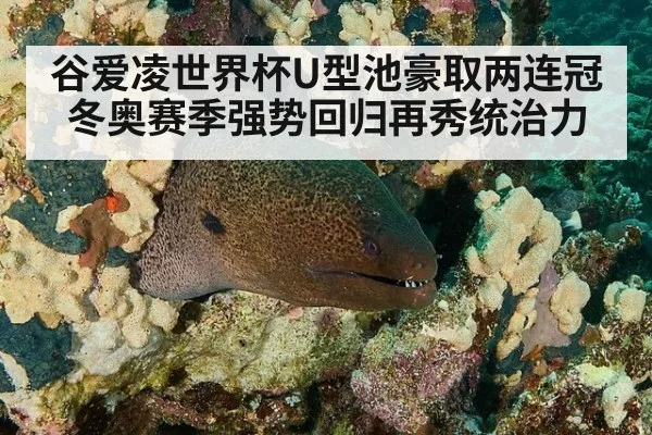 谷爱凌世界杯U型池豪取两连冠 冬奥赛季强势回归再秀统治力